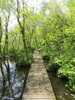 Kralingse Bos, Rotterdam