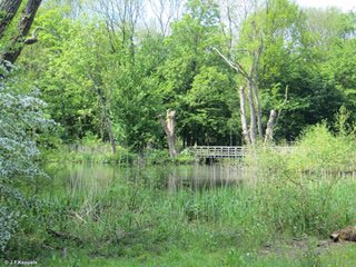 Kralingse Bos, Rotterdam